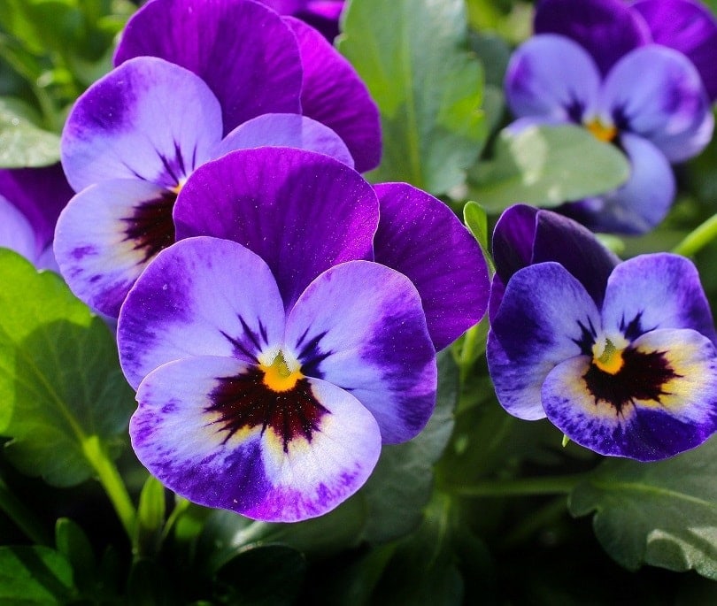 13 Best Flowers To Grow In Ohio (With Pictures)