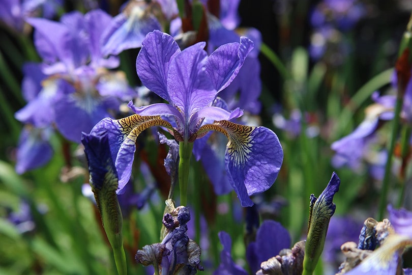 13 Best Flowers To Grow In Ohio (With Pictures)