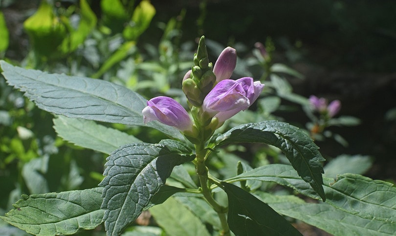 13 Best Flowers To Grow In Ohio (With Pictures)