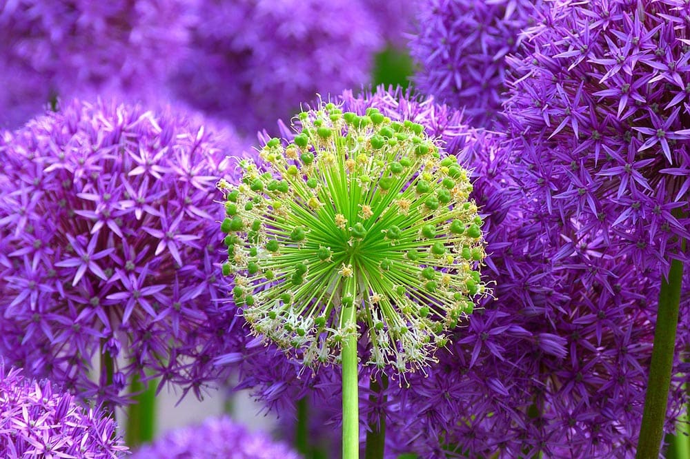 13 Best Flowers To Grow In Ohio (With Pictures)