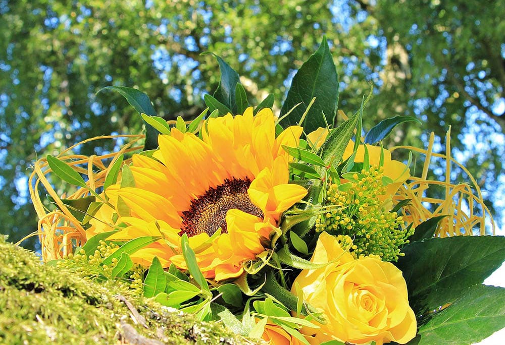 15 Best Flowers To Grow In Arizona (With Pictures)