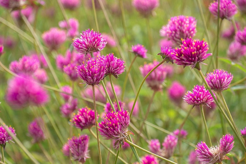 15 Best Flowers To Grow In Arizona (With Pictures)