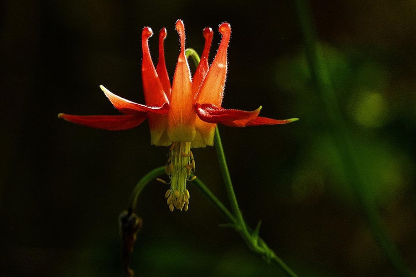 15 Best Flowers To Grow In Arizona (With Pictures)
