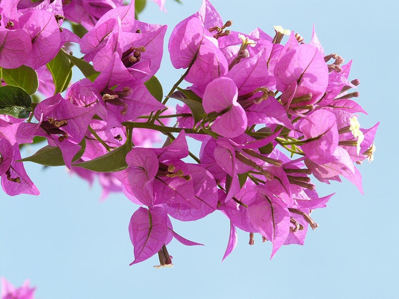 15 Best Flowers To Grow In Arizona (With Pictures)