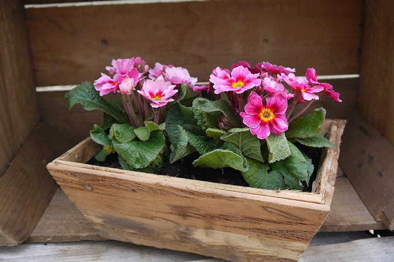 15 Best Flowers To Grow In Arizona (With Pictures)
