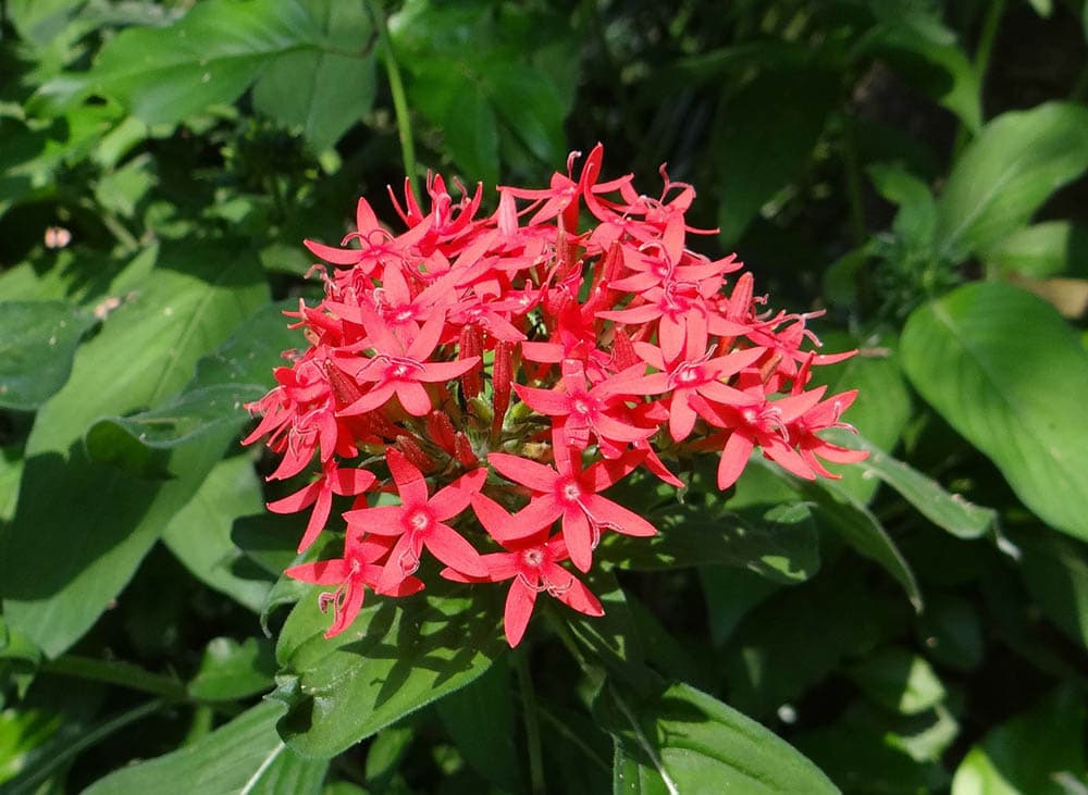 15 Best Flowers To Grow In Arizona (With Pictures)
