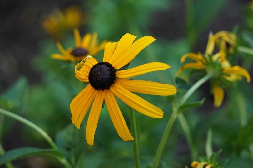15 Best Flowers To Grow In Arizona (With Pictures)