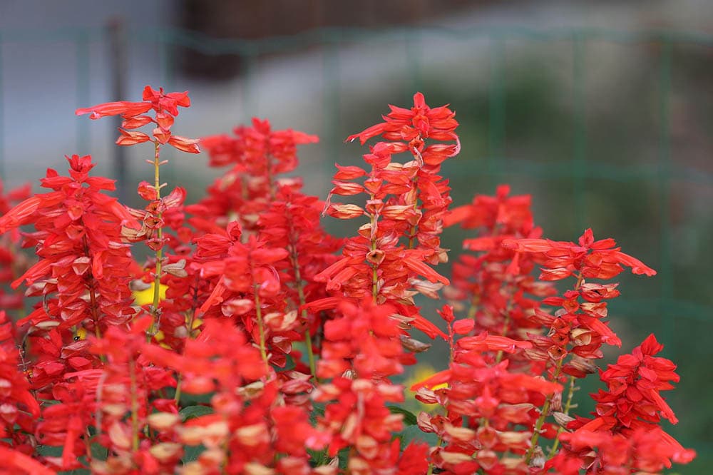 15 Best Flowers To Grow In Arizona (With Pictures)
