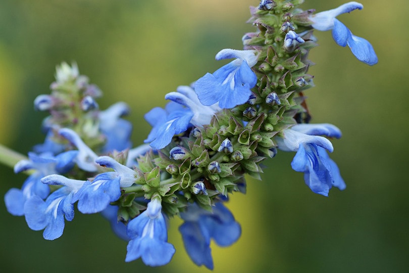 15 Best Flowers To Grow In Arizona (With Pictures)