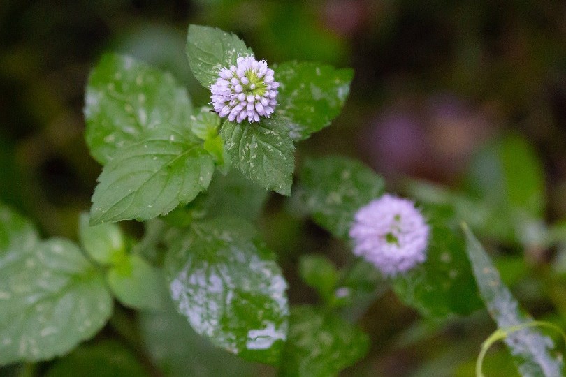 6 Easiest Plants To Grow In Houston (With Pictures)
