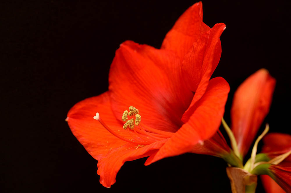 6 Easiest Plants To Grow In Houston (With Pictures)