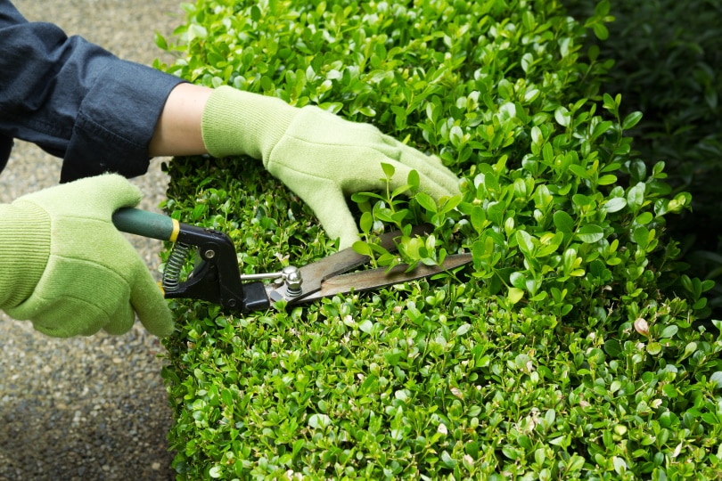 16 Types of Landscape Edging (with Pictures)