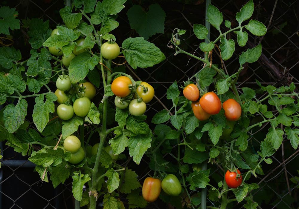 11 Best Vegetables To Grow In Oregon (With Pictures)