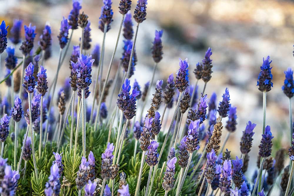 21 Best Plants and Flowers to Grow In Utah (With Pictures)