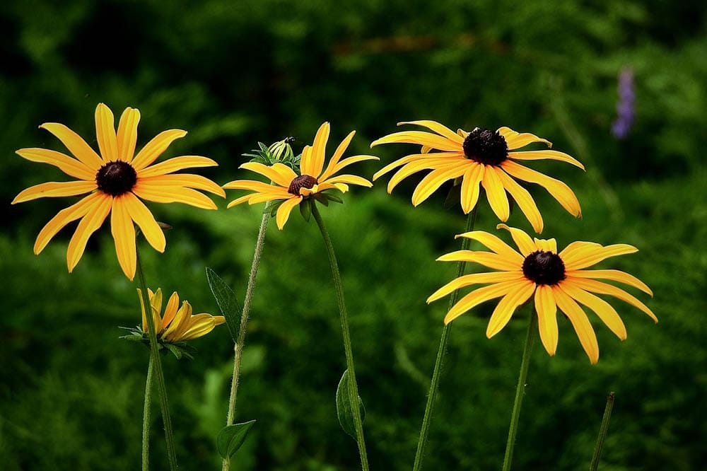 21 Best Plants and Flowers to Grow In Utah (With Pictures)