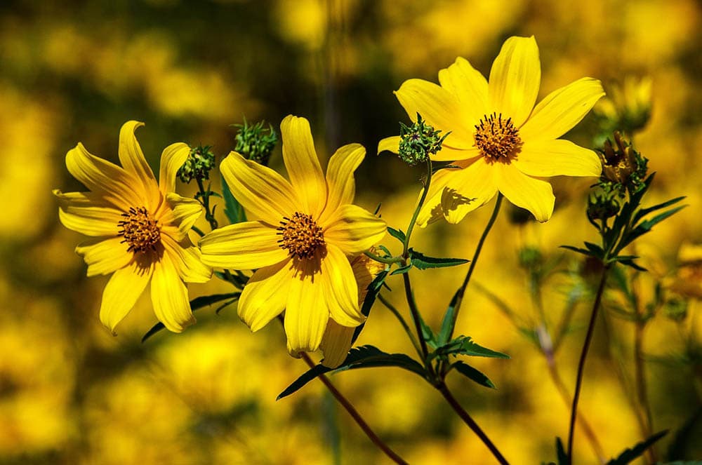 21 Best Plants and Flowers to Grow In Utah (With Pictures)