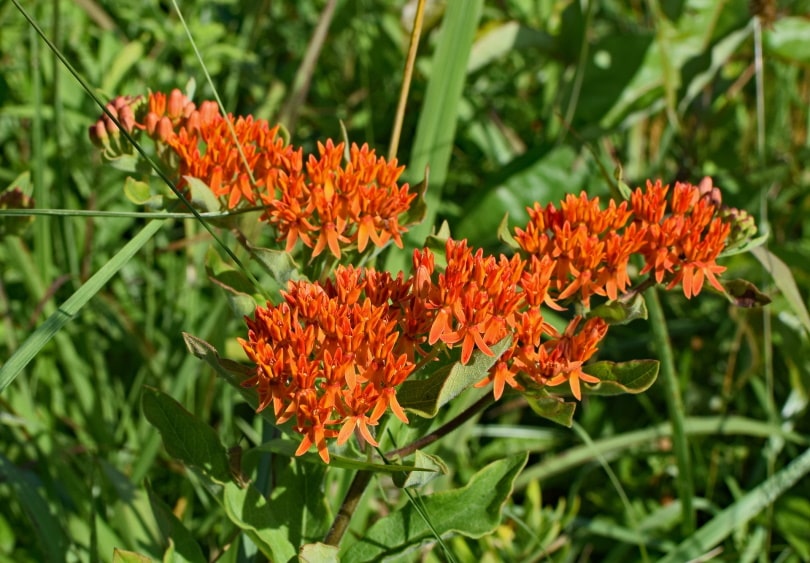 21 Best Plants and Flowers to Grow In Utah (With Pictures)