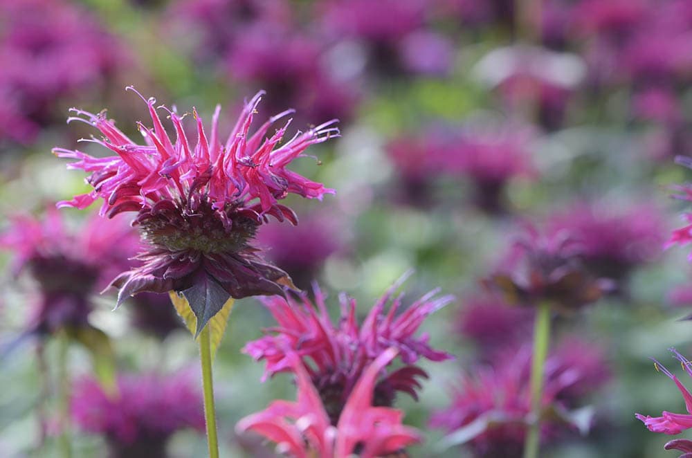 21 Best Plants and Flowers to Grow In Utah (With Pictures)