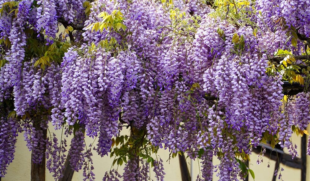 21 Best Plants and Flowers to Grow In Utah (With Pictures)
