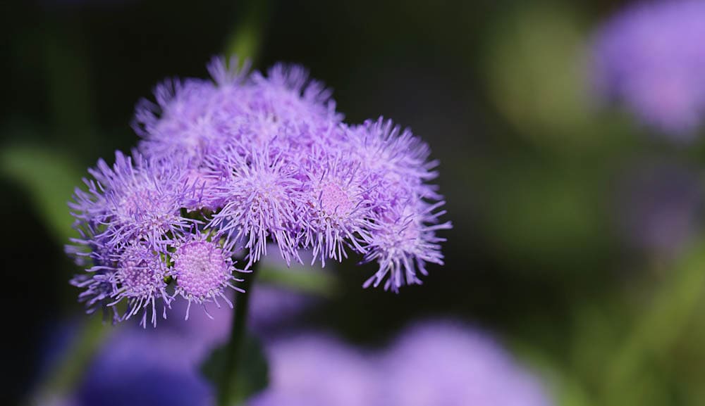 21 Best Plants and Flowers to Grow In Utah (With Pictures)