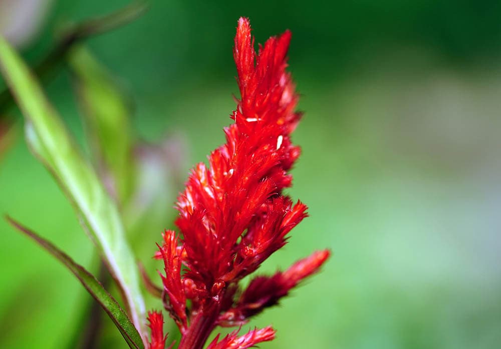 21 Best Plants and Flowers to Grow In Utah (With Pictures)