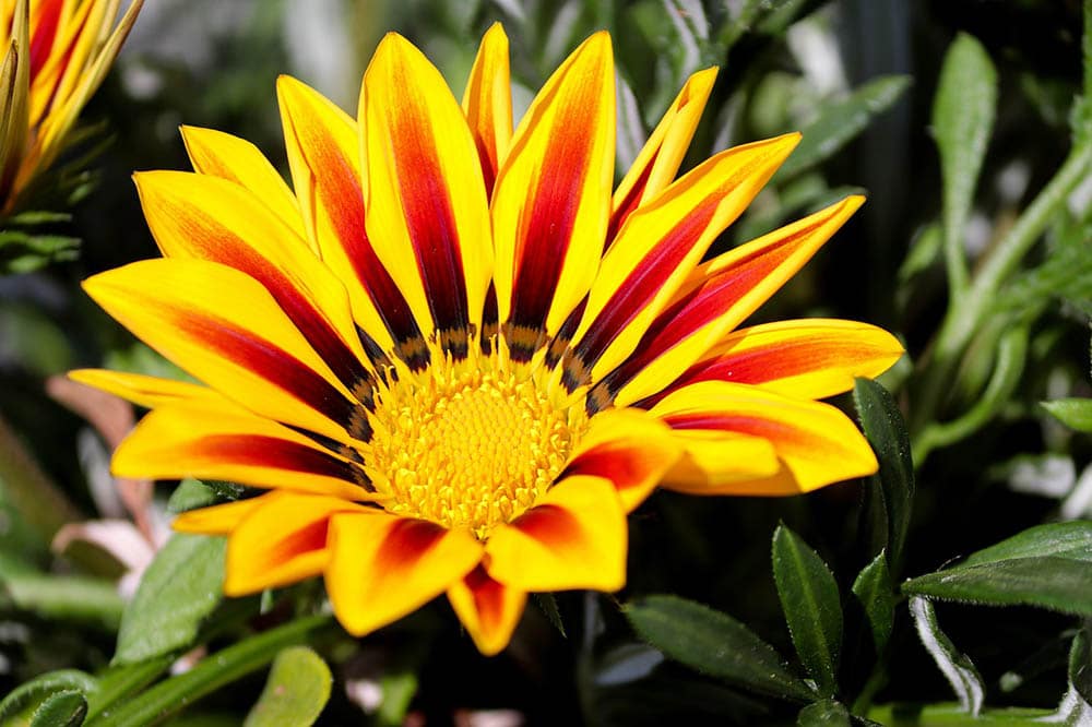 21 Best Plants and Flowers to Grow In Utah (With Pictures)