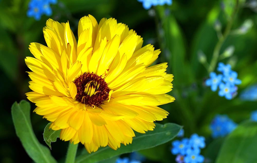 21 Best Plants and Flowers to Grow In Utah (With Pictures)