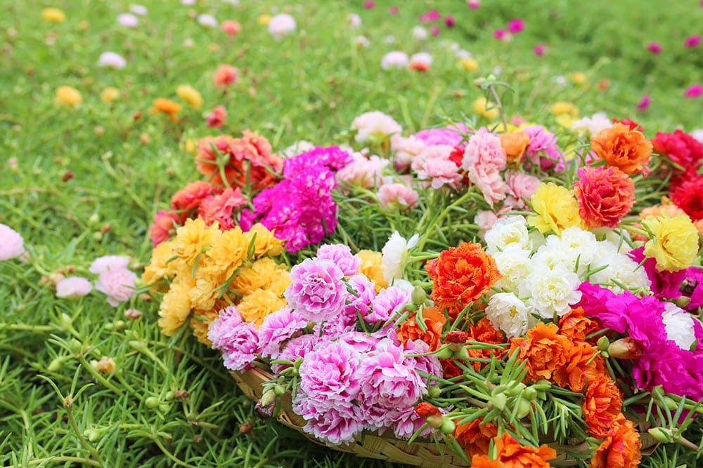 21 Best Plants and Flowers to Grow In Utah (With Pictures)