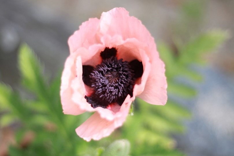 15 Best Plants to Grow In Southern California (With Pictures)