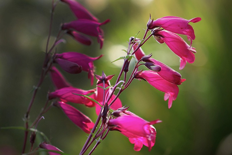 15 Best Plants to Grow In Southern California (With Pictures)