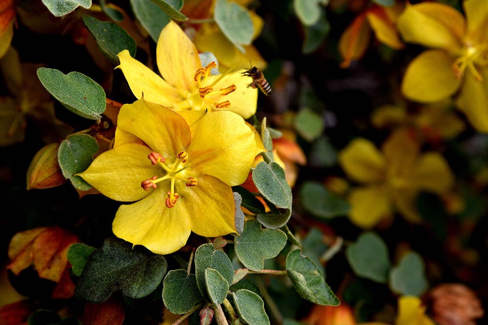 15 Best Plants to Grow In Southern California (With Pictures)