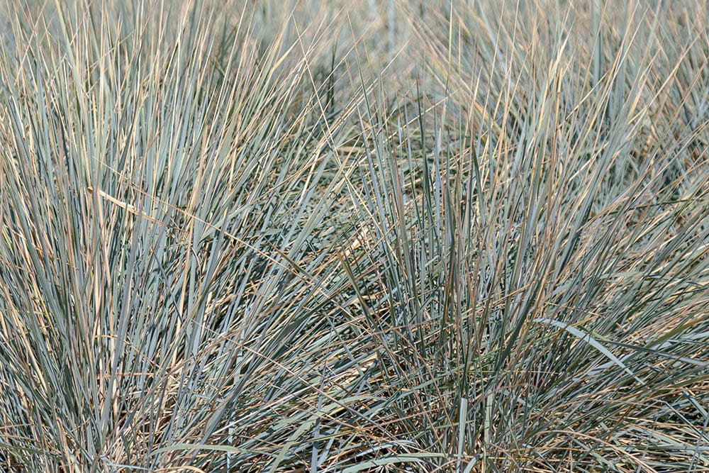 15 Best Plants to Grow In Southern California (With Pictures)