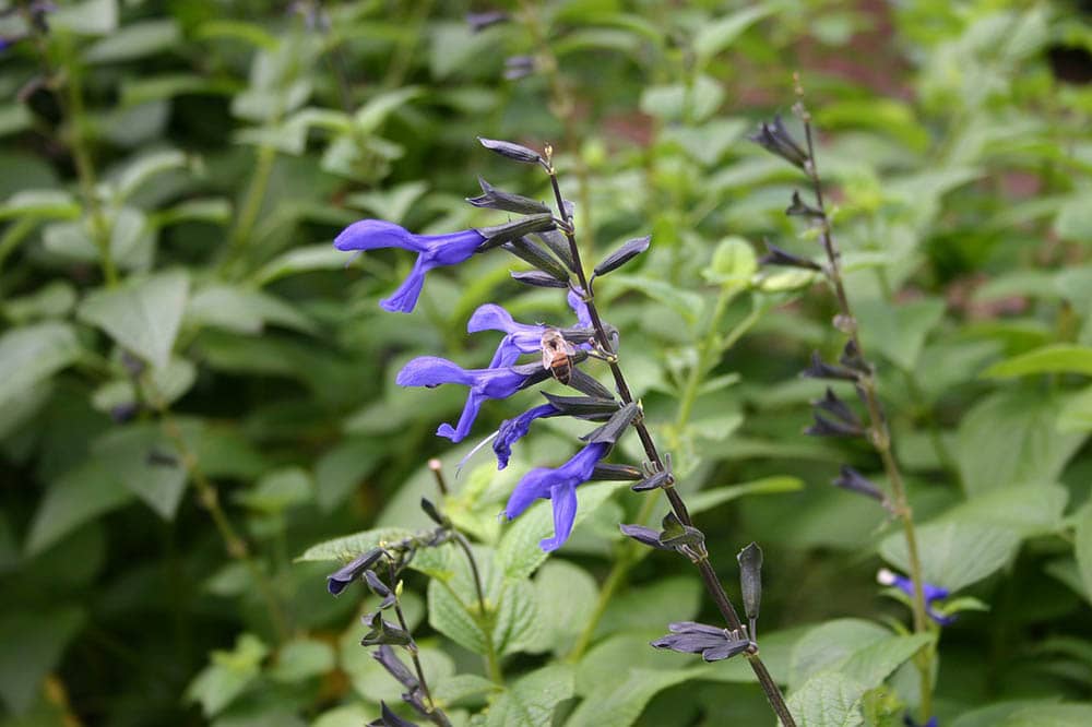 15 Best Plants to Grow In Southern California (With Pictures)