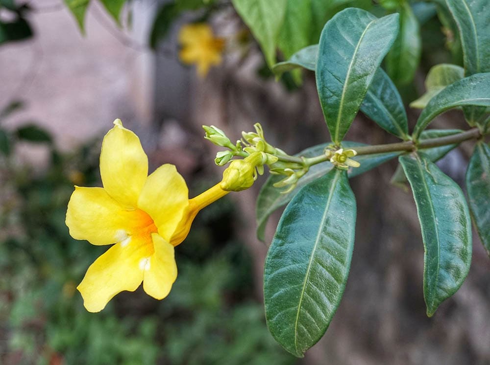 15 Best Plants to Grow In Southern California (With Pictures)