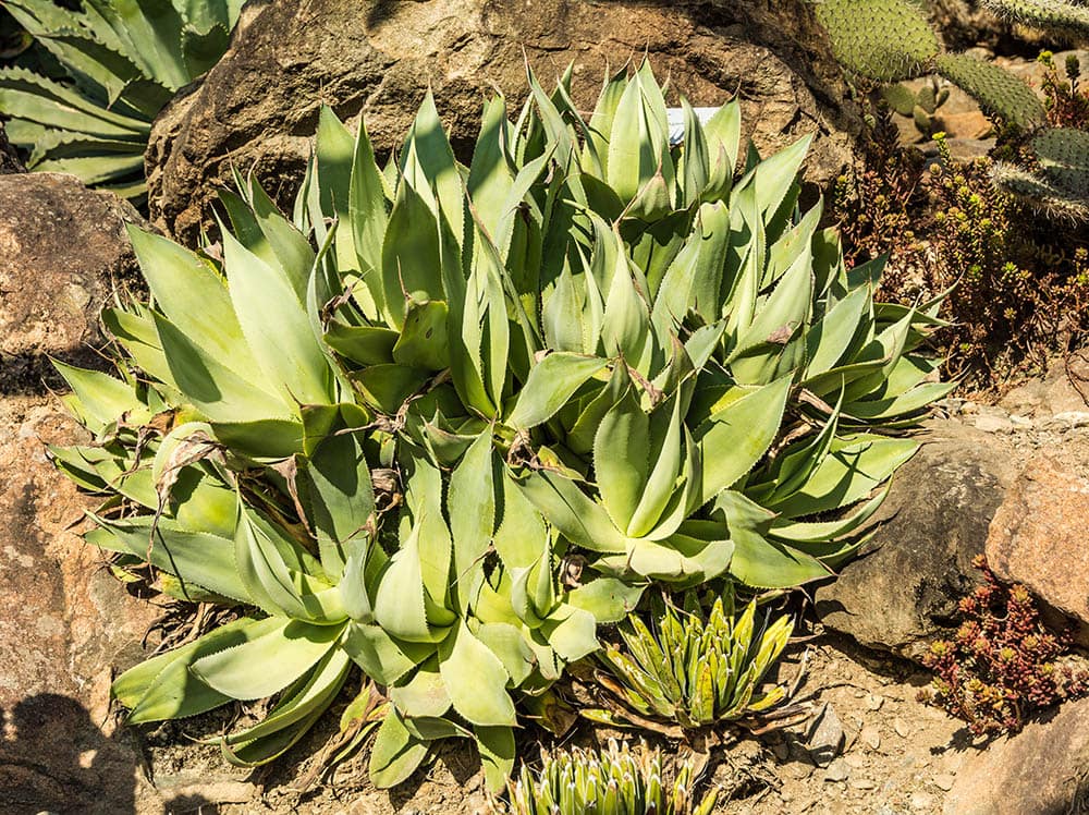 15 Best Plants to Grow In Southern California (With Pictures)