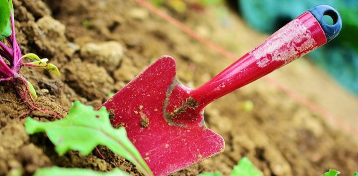 15 Best Plants to Grow In Southern California (With Pictures)