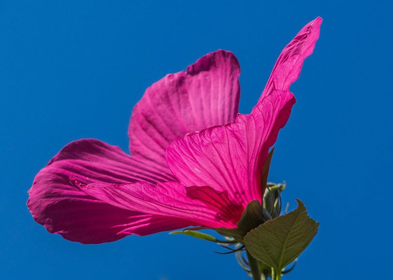 15 Best Plants to Grow in Georgia (With Pictures)