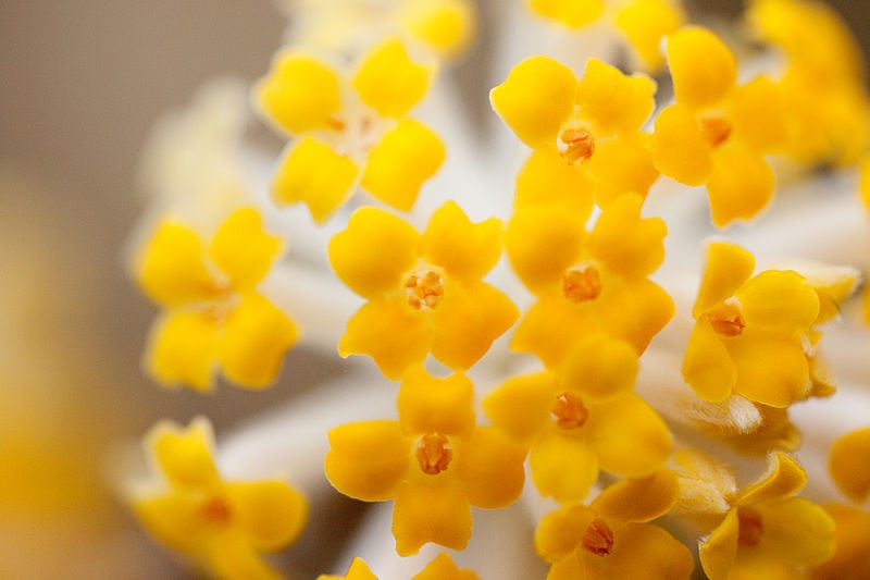15 Best Plants to Grow in Georgia (With Pictures)