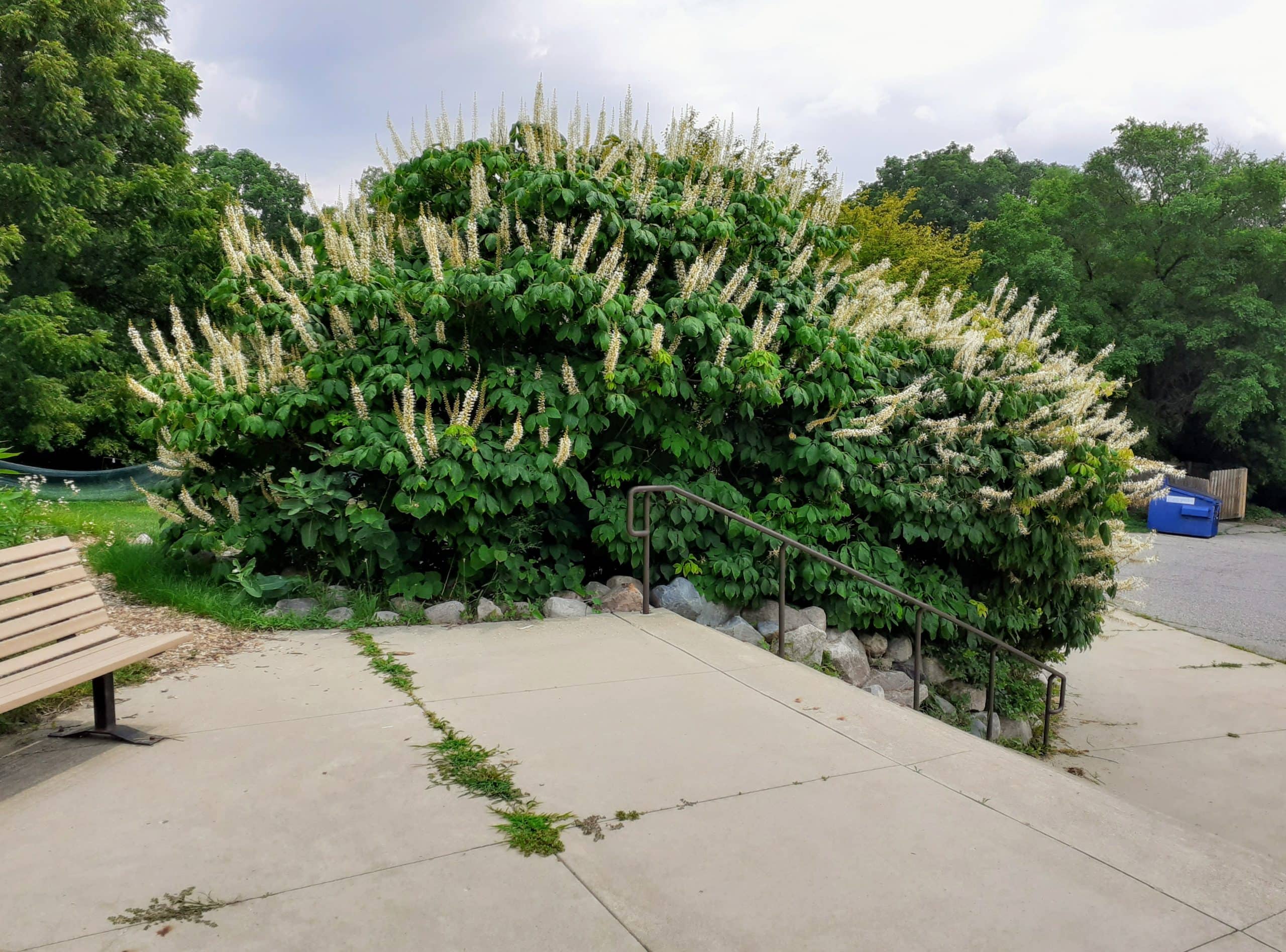 15 Best Plants to Grow in Georgia (With Pictures)