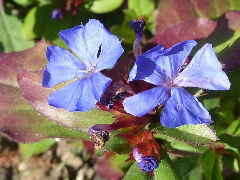 15 Best Plants to Grow in Georgia (With Pictures)