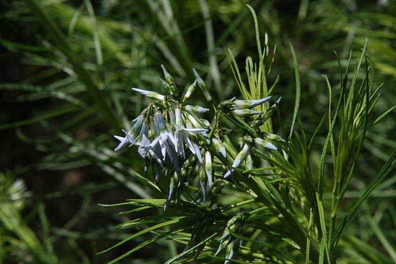 15 Best Plants to Grow in Georgia (With Pictures)