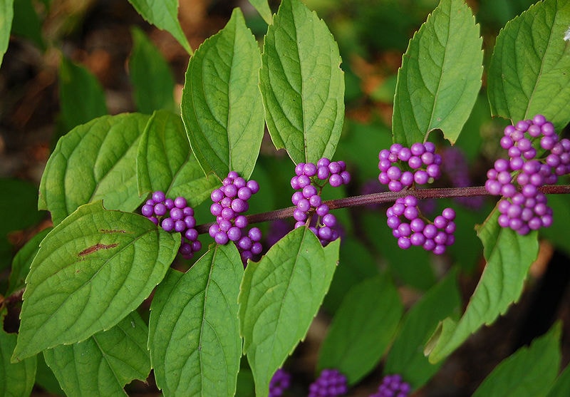 15 Best Plants to Grow in Georgia (With Pictures)