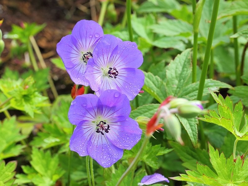 15 Best Plants to Grow in Georgia (With Pictures)
