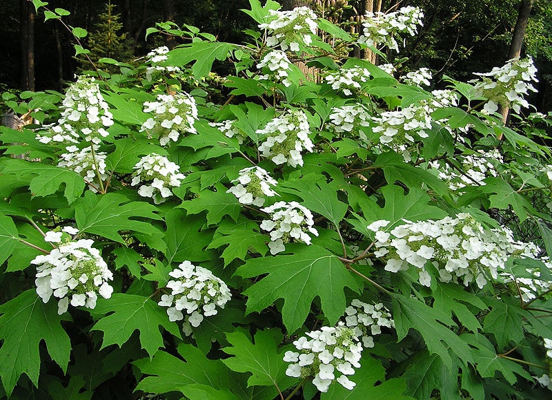 15 Best Plants to Grow in Georgia (With Pictures)