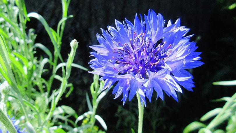 15 Best Plants to Grow in Georgia (With Pictures)