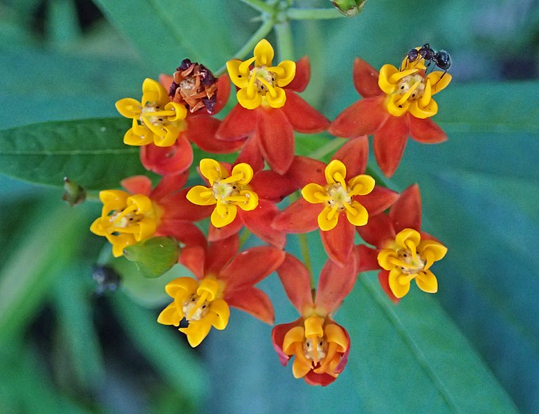 15 Best Plants to Grow in Georgia (With Pictures)