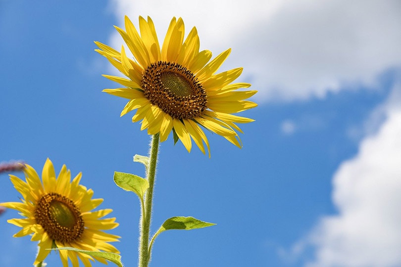 15 Best Plants to Grow in Georgia (With Pictures)