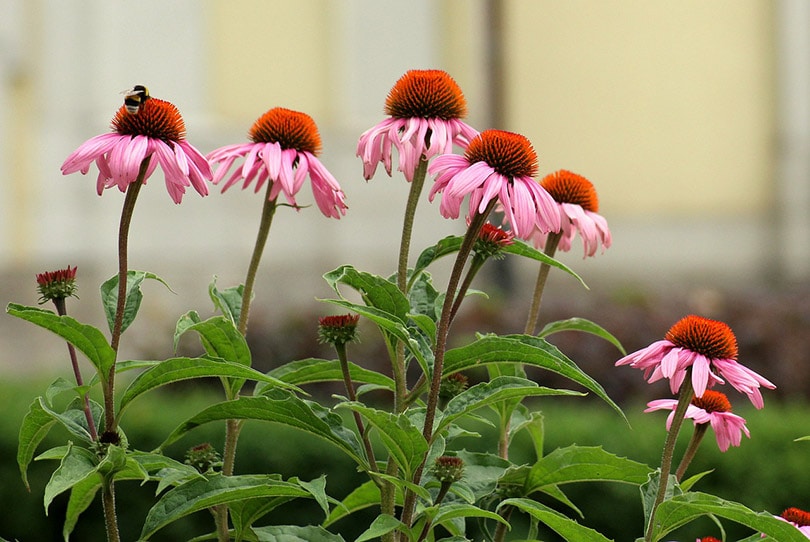 15 Best Plants to Grow in Georgia (With Pictures)
