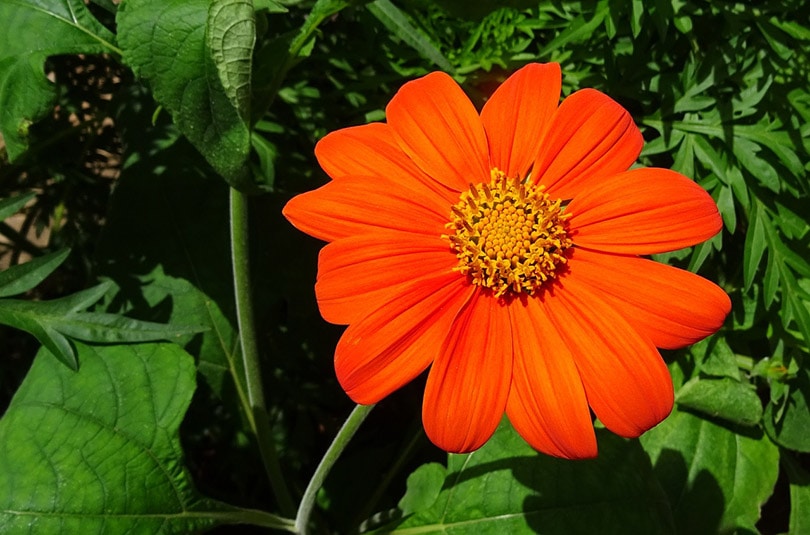 15 Best Plants to Grow in Georgia (With Pictures)