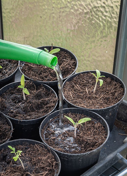 Can You Grow Tomatoes Indoors? Tips, Tricks, and How-To Guide